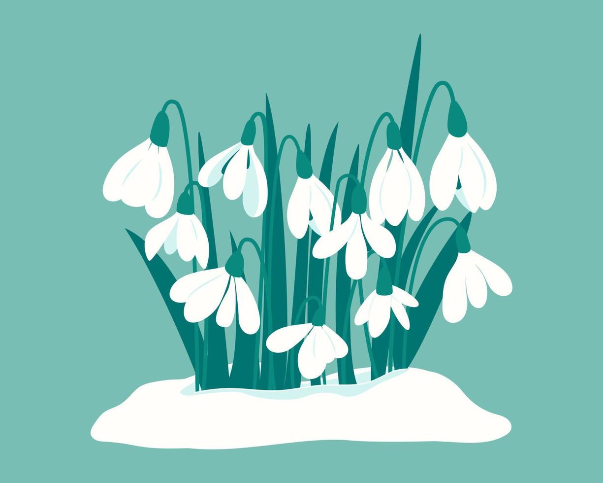 First spring flowers. Delicate white snowdrops in snowdrift. Postcard for Snowdrop Day on April 19. Cute flowers of snowdrops for your design. Vector illustration