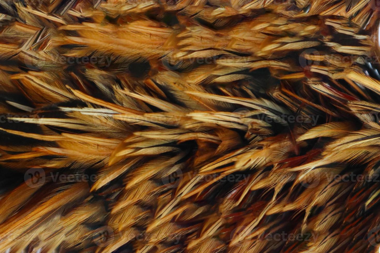 chicken feathers background texture photo