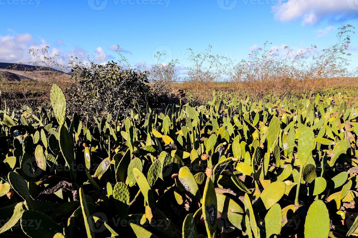 Scenic rural landscape photo