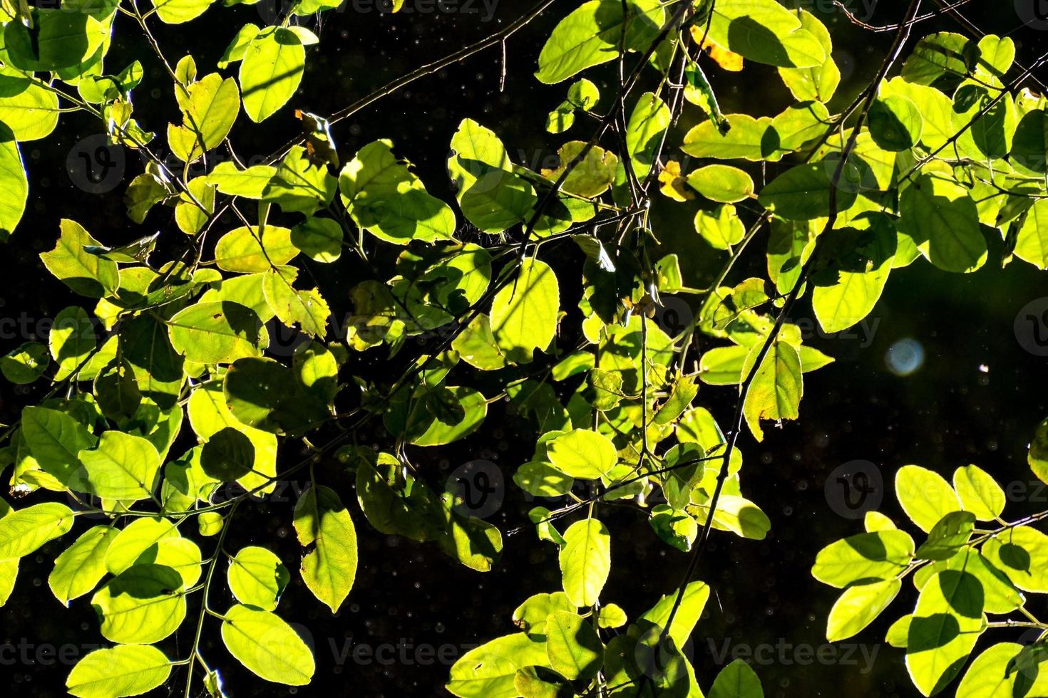 exuberante vegetación forestal foto