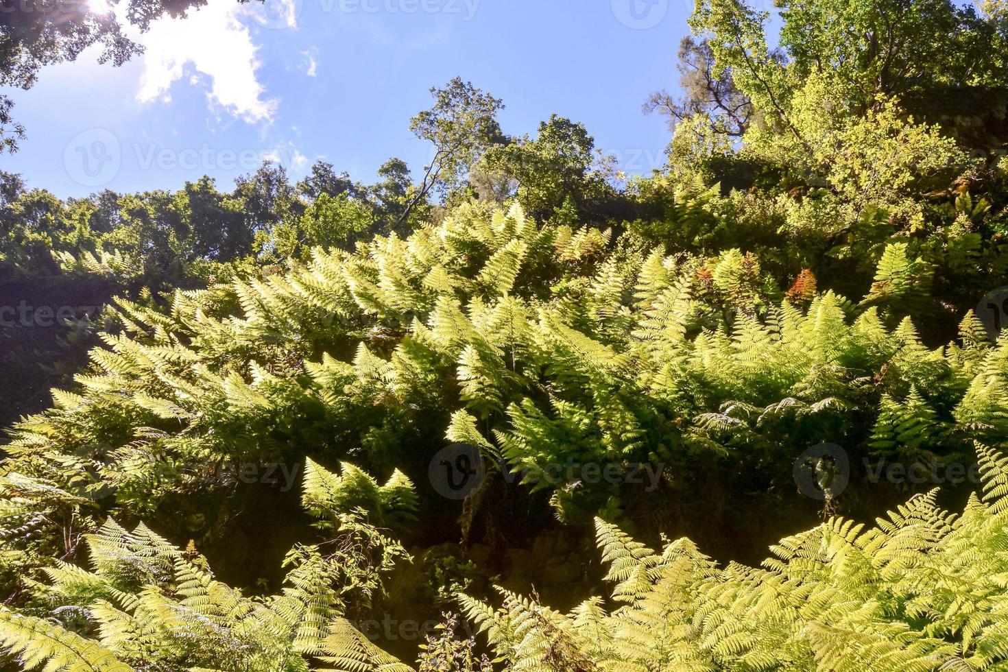 exuberante vegetación forestal foto