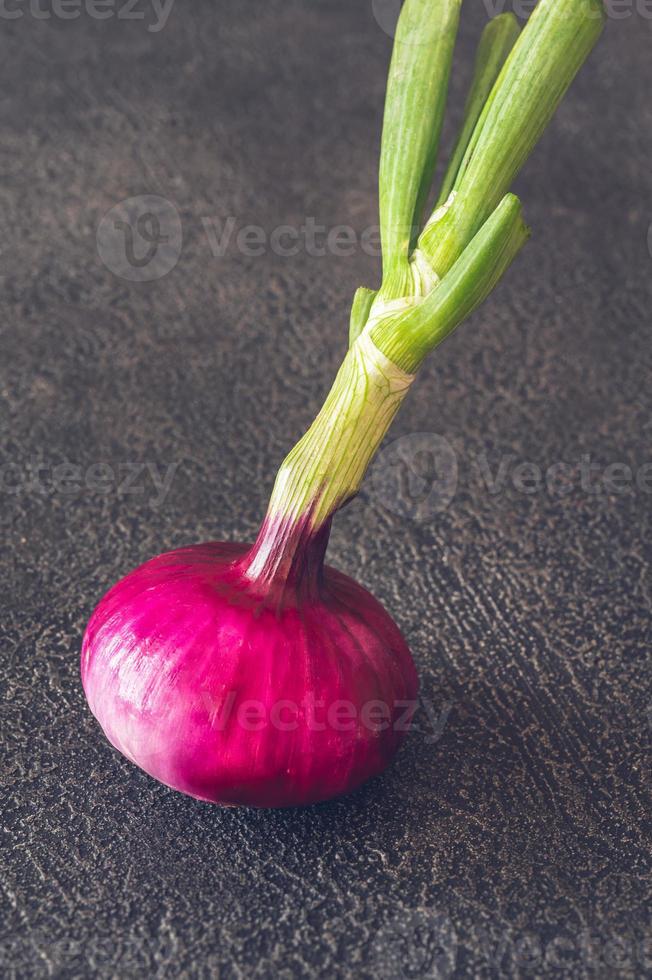 Red onion on the black background photo