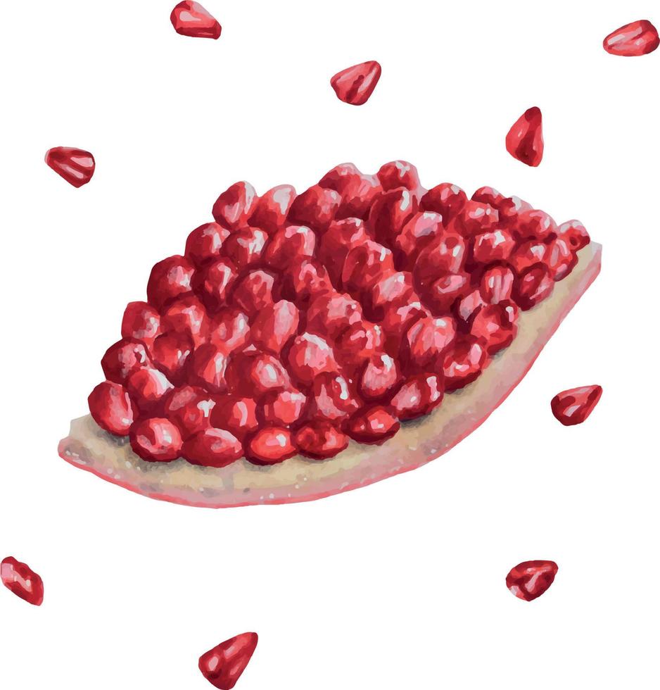 Watercolor ripe pomegranate half cutted, pomegranate seeds. Hand drawn realistic tasty garnet red fruit isolated on white background. For designer vector