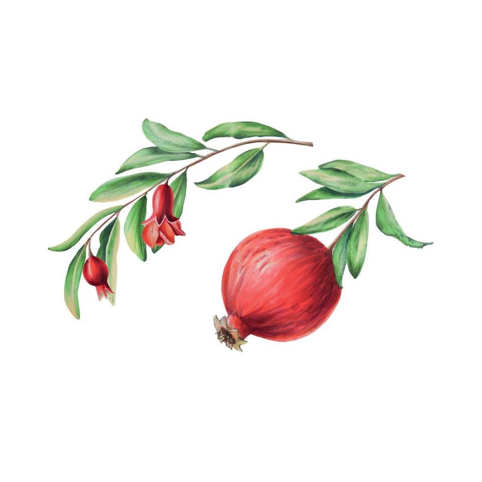 Watercolor ripe pomegranate half cutted with a branch. Hand drawn realistic tasty garnet red fruit isolated on white background vector