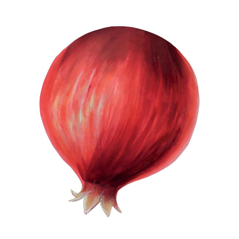 Watercolor ripe pomegranate half cutted with a branch. Hand drawn realistic tasty garnet red fruit isolated on white background vector