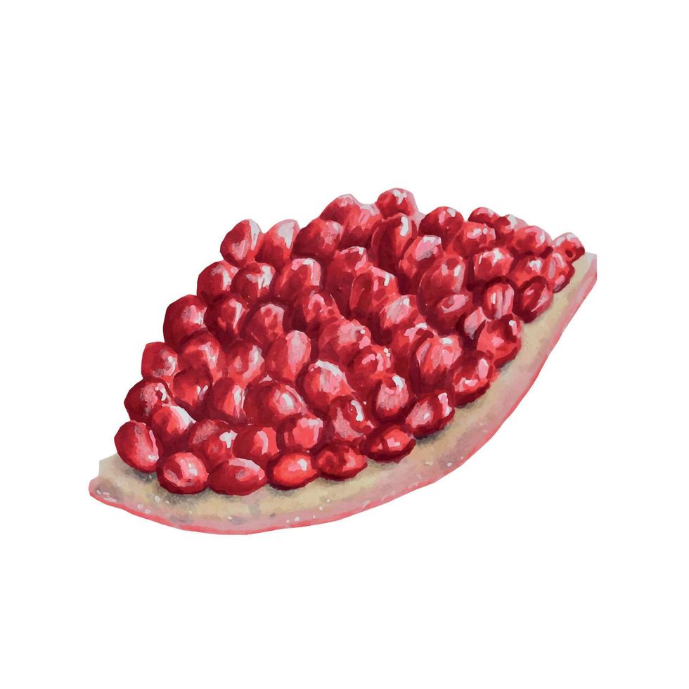 Watercolor ripe pomegranate half cutted with a branch. Hand drawn realistic tasty garnet red fruit isolated on white background vector