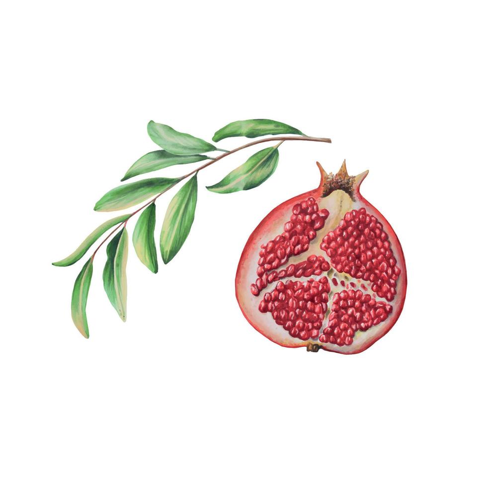 Watercolor ripe pomegranate half cutted with a branch. Hand drawn realistic tasty garnet red fruit isolated on white background vector