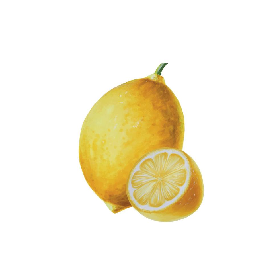 Watercolor branch of fresh ripe lemon with bright green leaves and flowers. Hand drawn citrus painting on white background vector