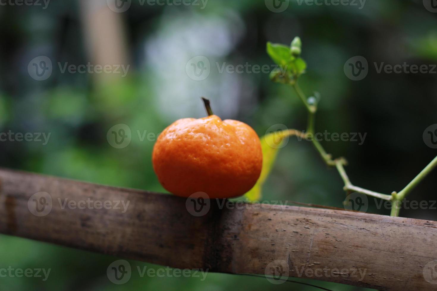 a close up of mini citrus fruits placed on bamboo sticks with trees in the background. fruit photo concept.