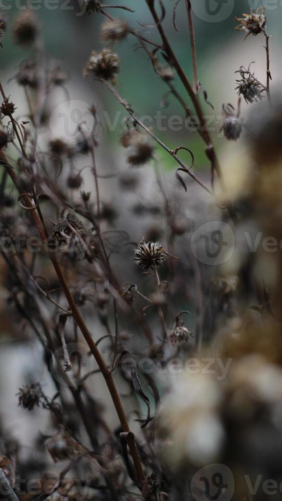 a close up of a dead plant photo