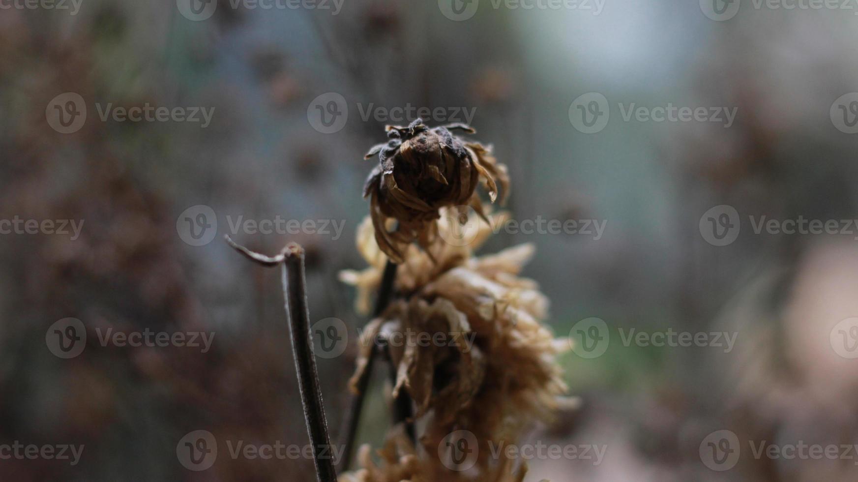 a close up of a dead plant photo