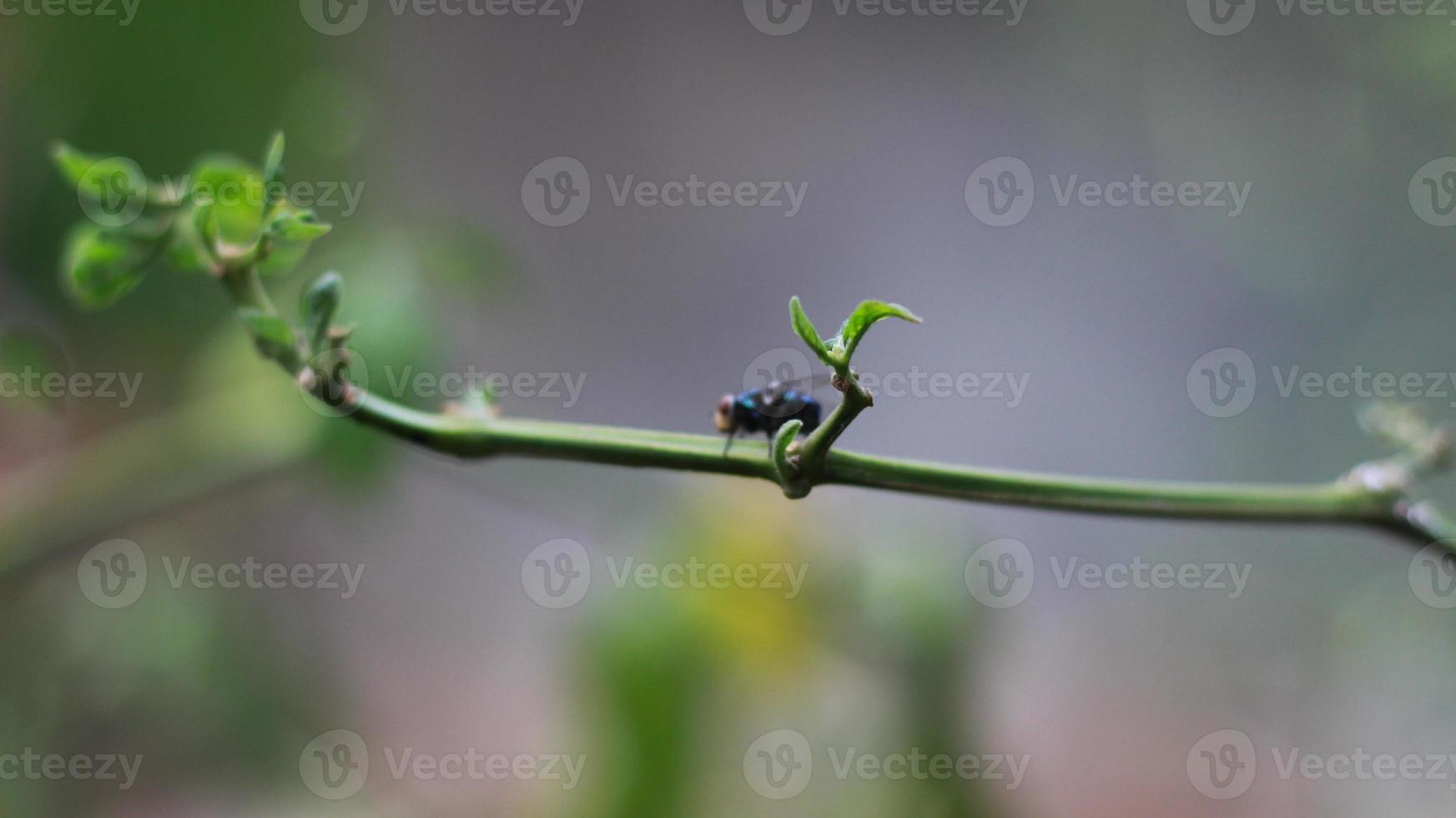 close-up of a fly perched on a plant stem photo