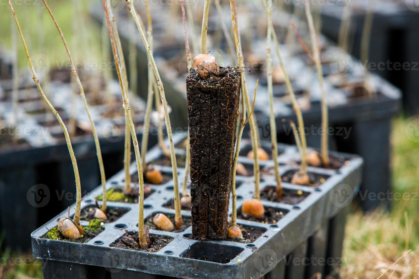 A row of seedlings in black plastic containers with one of them being planted in the ground. A small tree is being planted in a pile of soil. photo