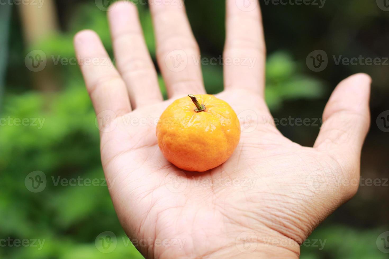 a close up of mini citrus fruits resting on a palm with trees in the background. fruit photo concept.