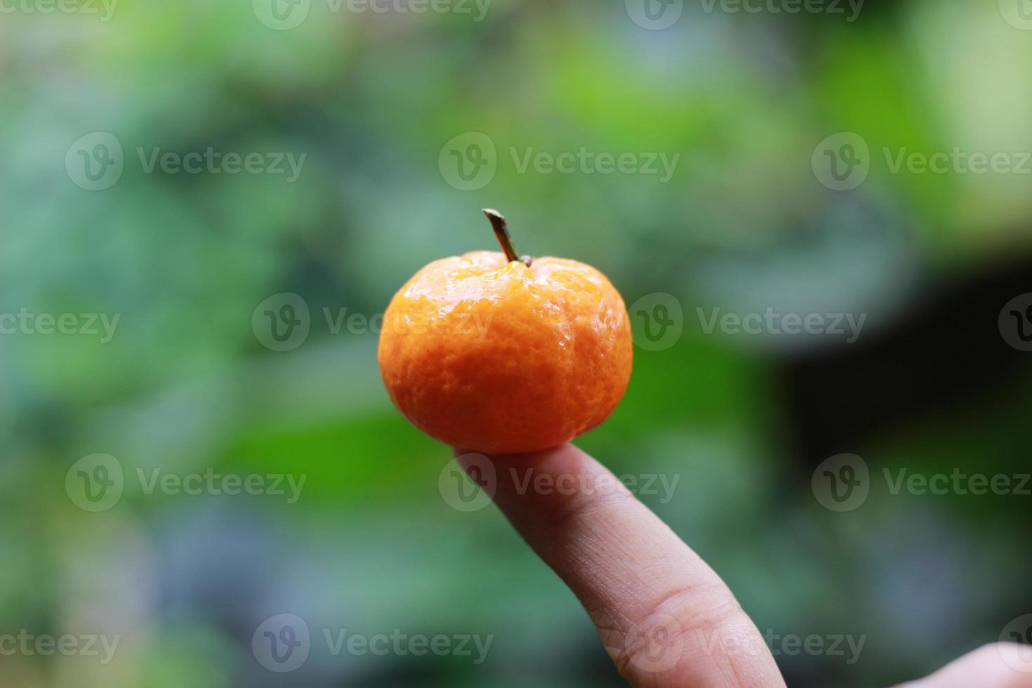 a close up of mini citrus fruits placed on fingertips with trees in the background. fruit photo concept.