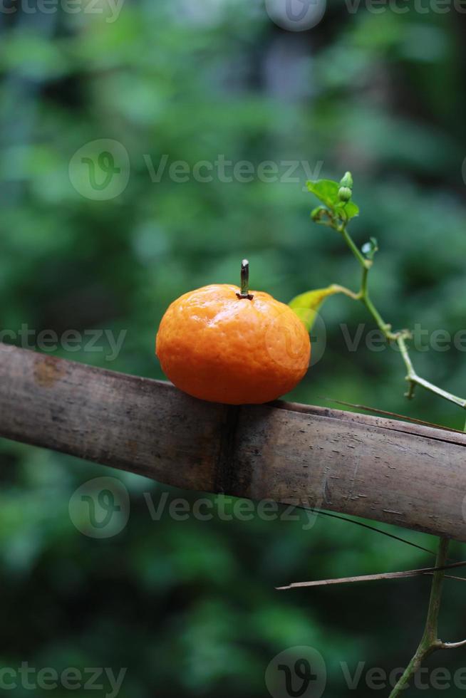 a close up of mini citrus fruits placed on bamboo sticks with trees in the background. fruit photo concept.
