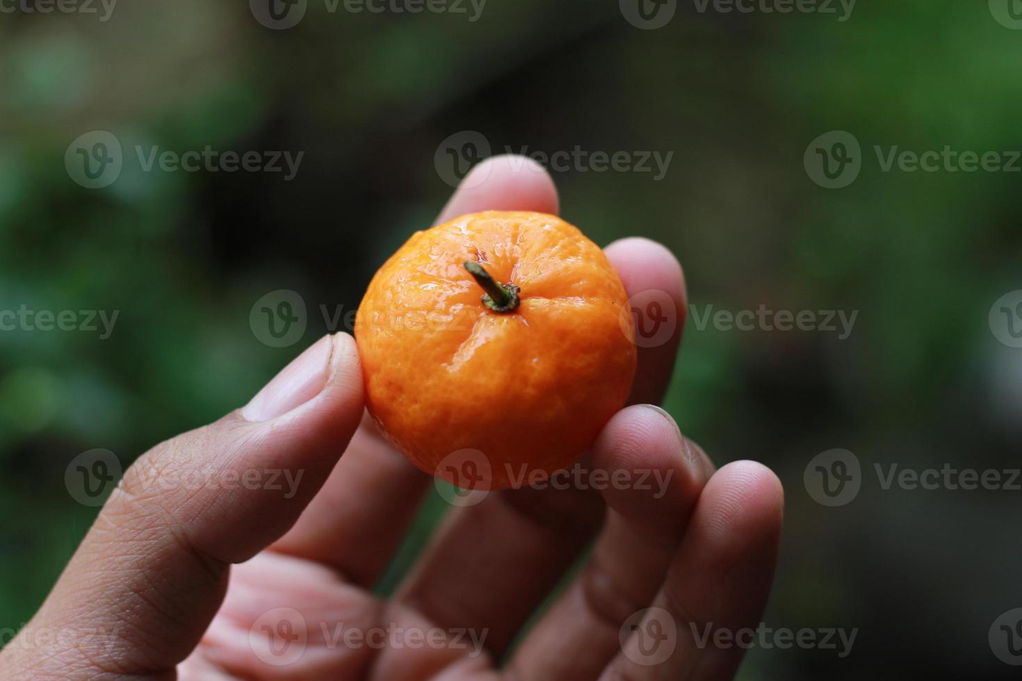 a close up of hand-held miniature citrus fruits with trees in the background. fruit photo concept.