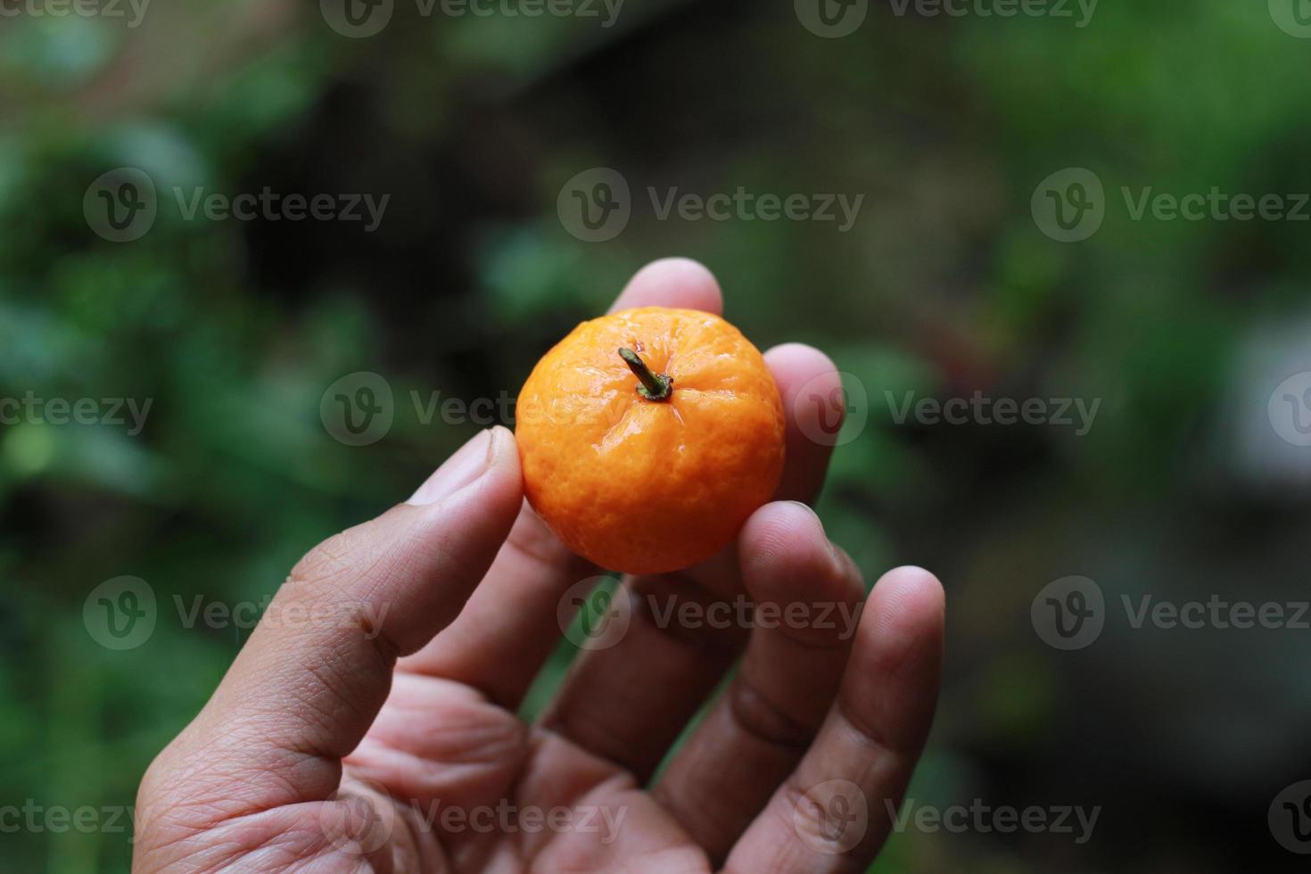 a close up of hand-held miniature citrus fruits with trees in the background. fruit photo concept.