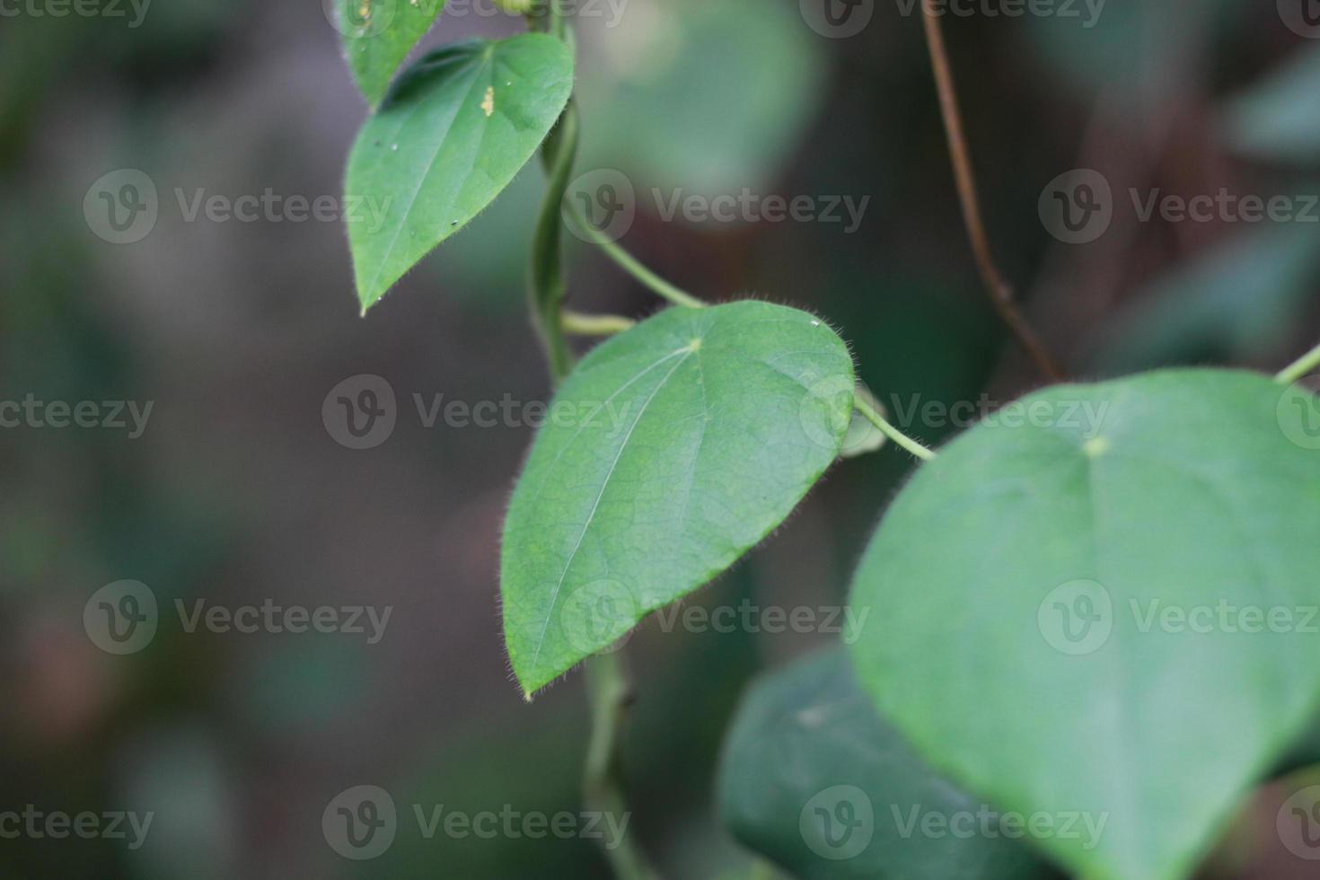 a close up of the green grass jelly plant photo