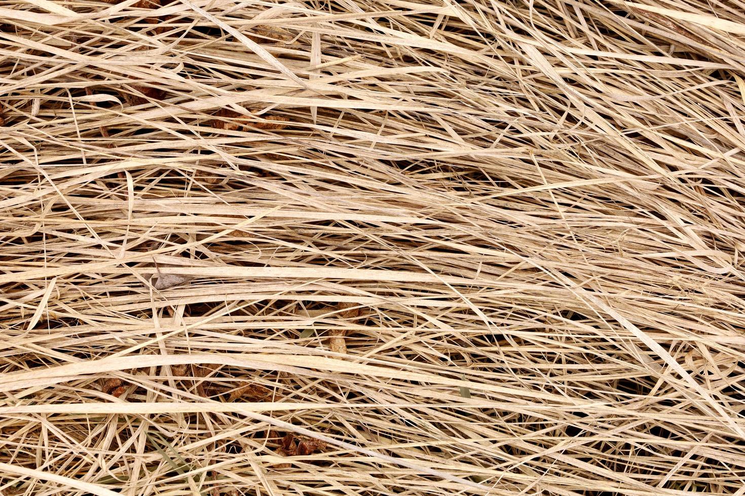 Full frame texture of dry grass. Dry sedge after winter on the banks of the swamp. Brown, beige, cream, light yellow colors nature background with place for text. Horizontal lines image. photo