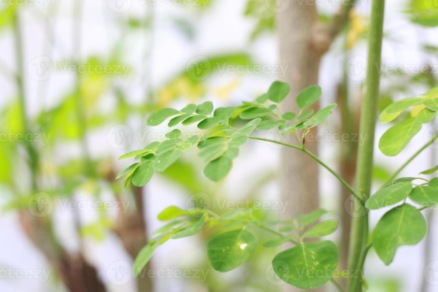 a close up of the Moringa tree plant photo