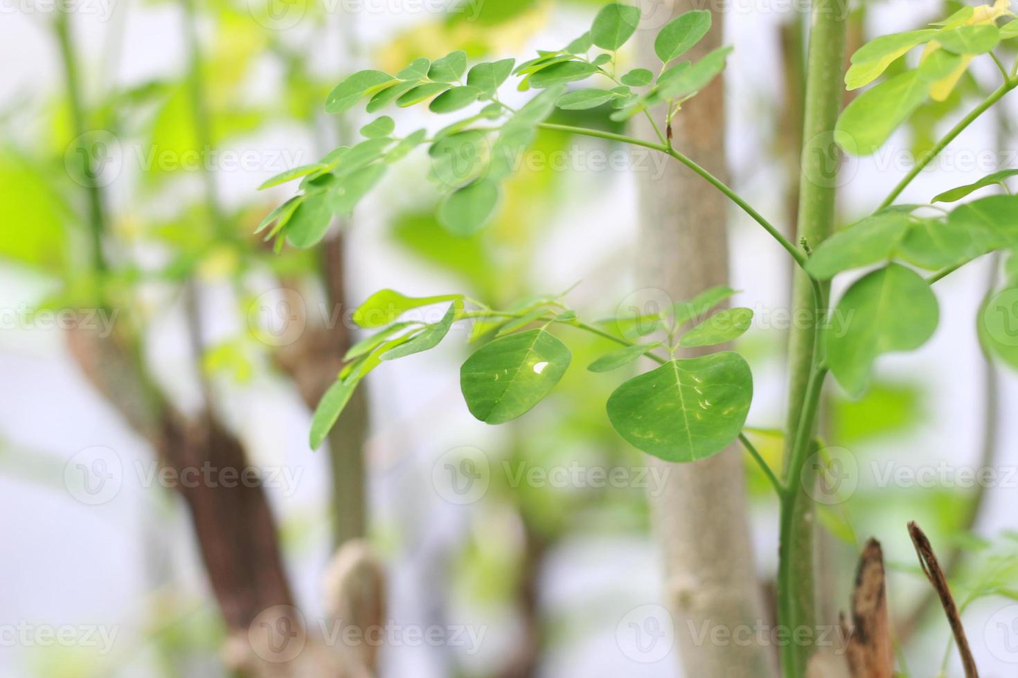 a close up of the Moringa tree plant photo