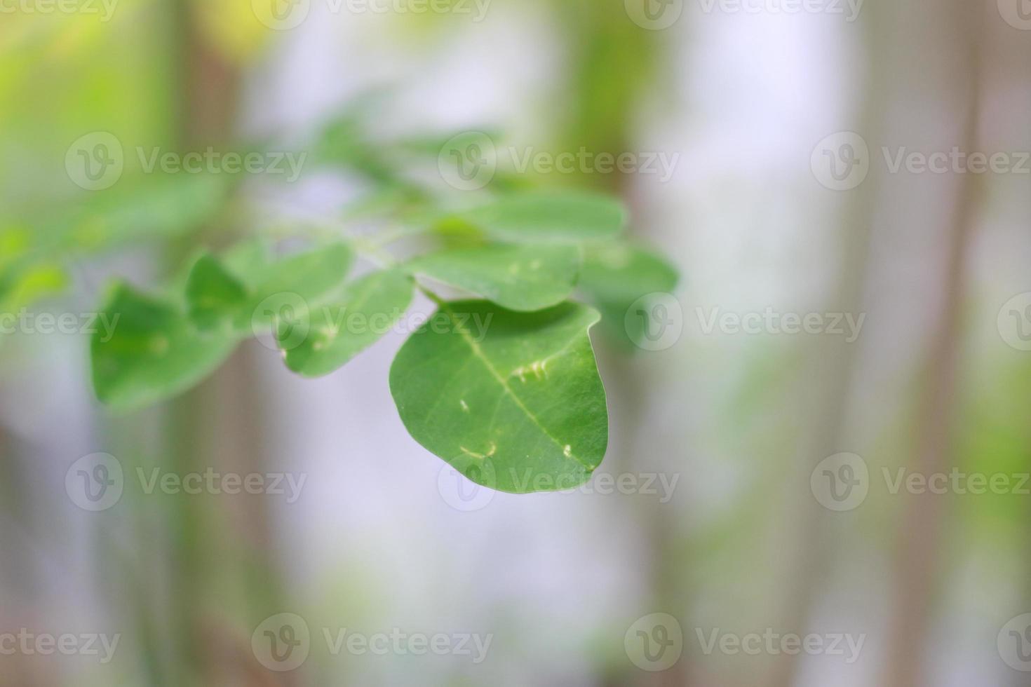 a close up of the Moringa tree plant photo