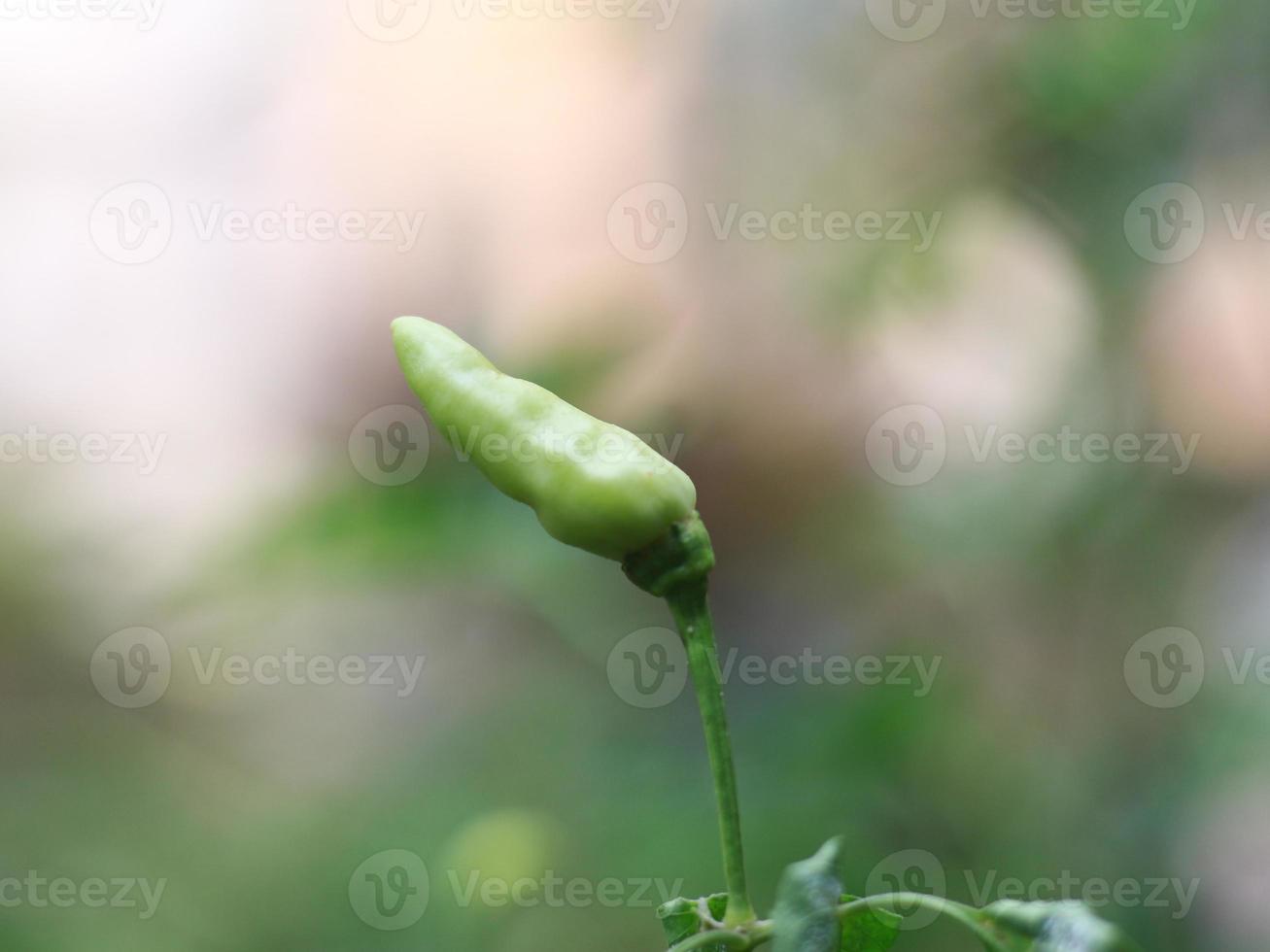 a close up of chillies still on the tree photo