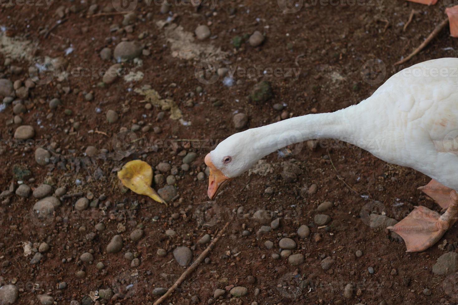 Photo of a white goose in a cage. animal photo concept.