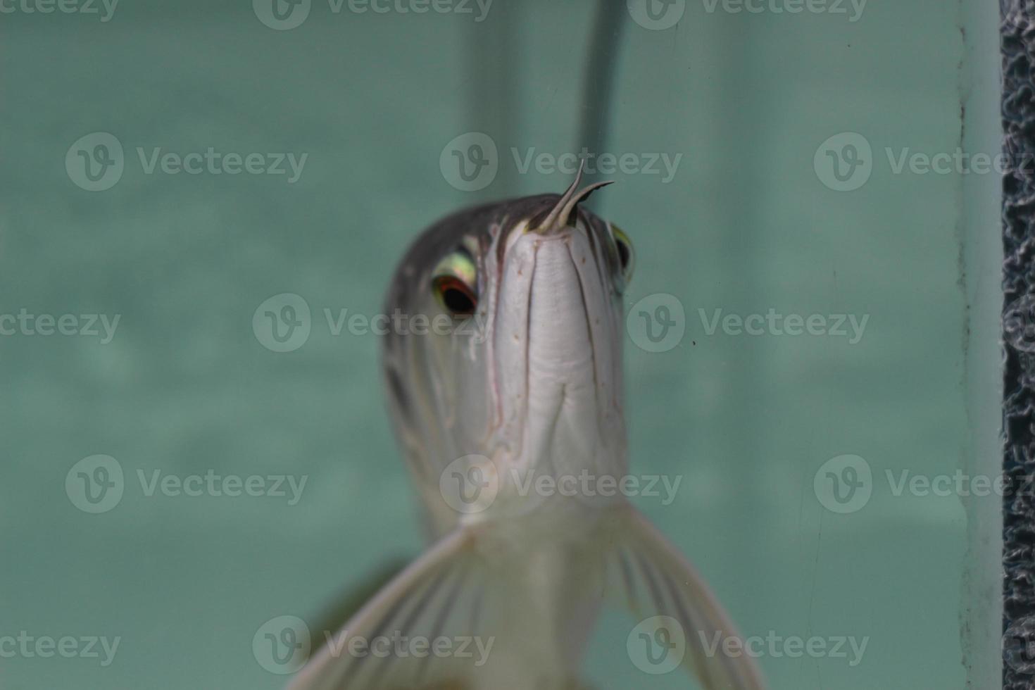 a close up of silver arowana fish in a large aquarium. Concept photo of aquatic animals.