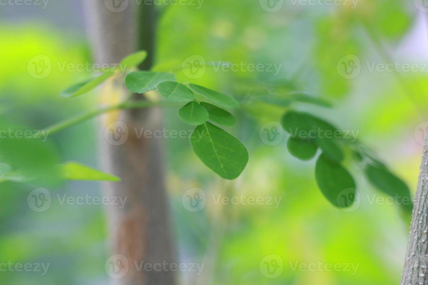 a close up of the Moringa tree plant photo