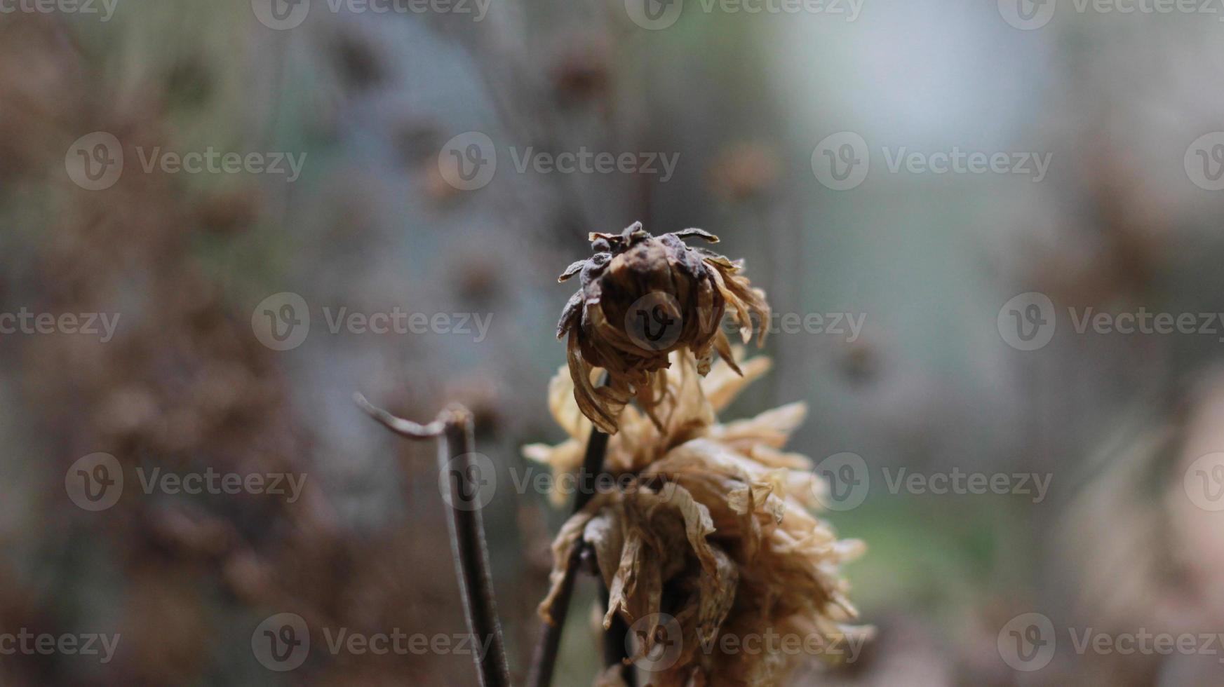 a close up of a dead plant photo