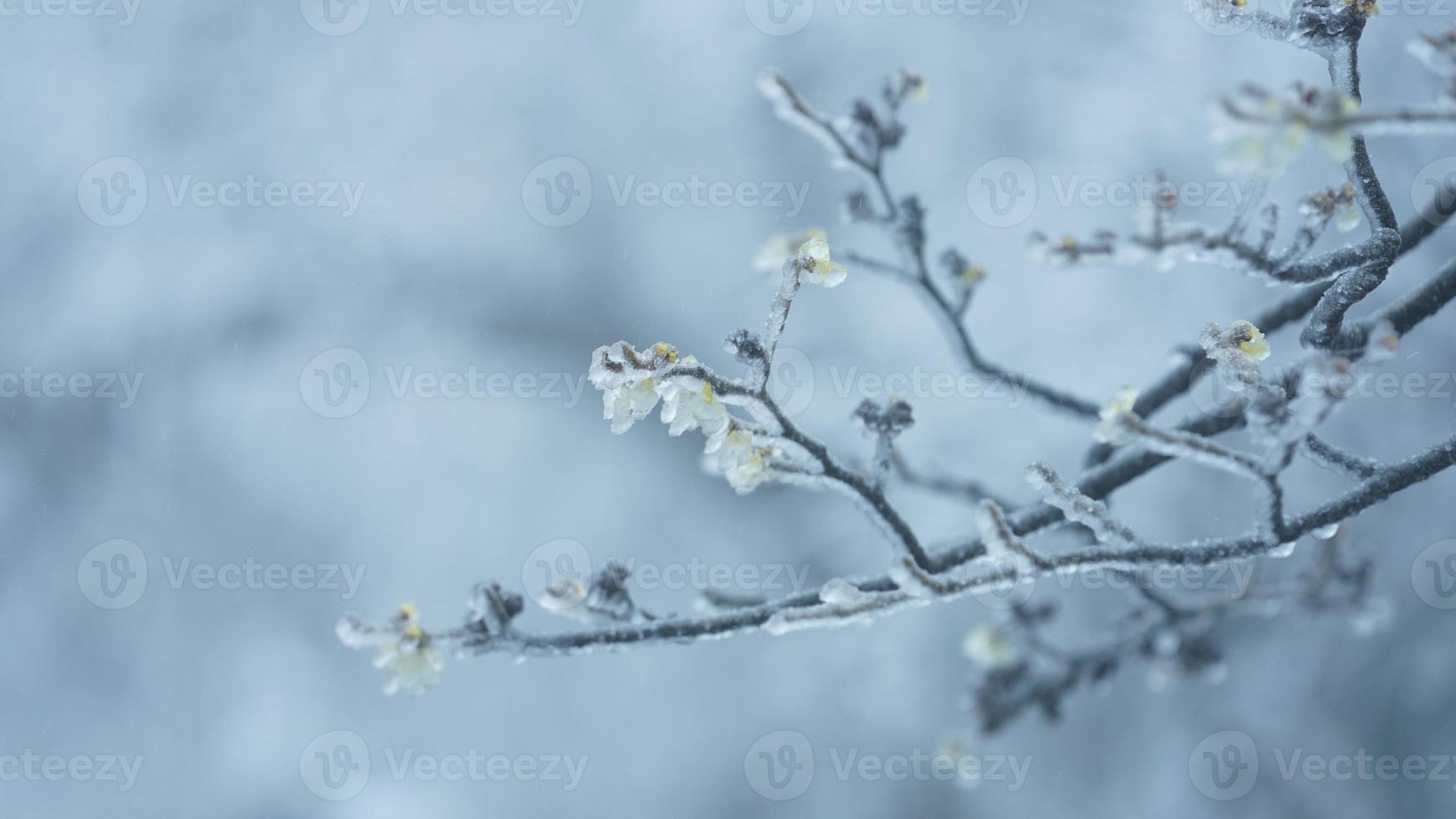 The beautiful frozen mountains view coverd by the white snow and ice in winter photo