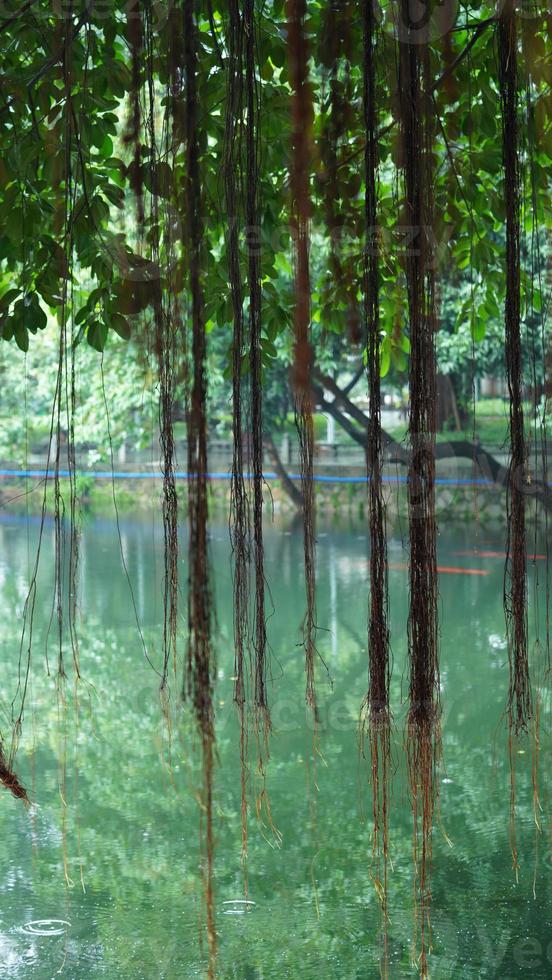 The beautiful park view with the green trees and peaceful lake in summer photo