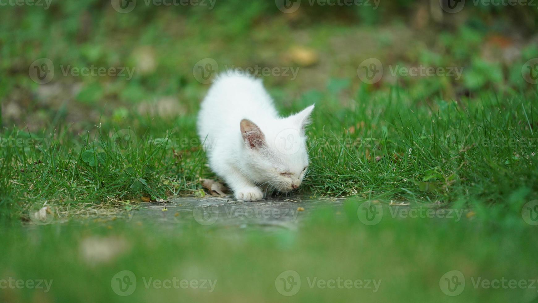 One cute cat having a rest in the yard photo