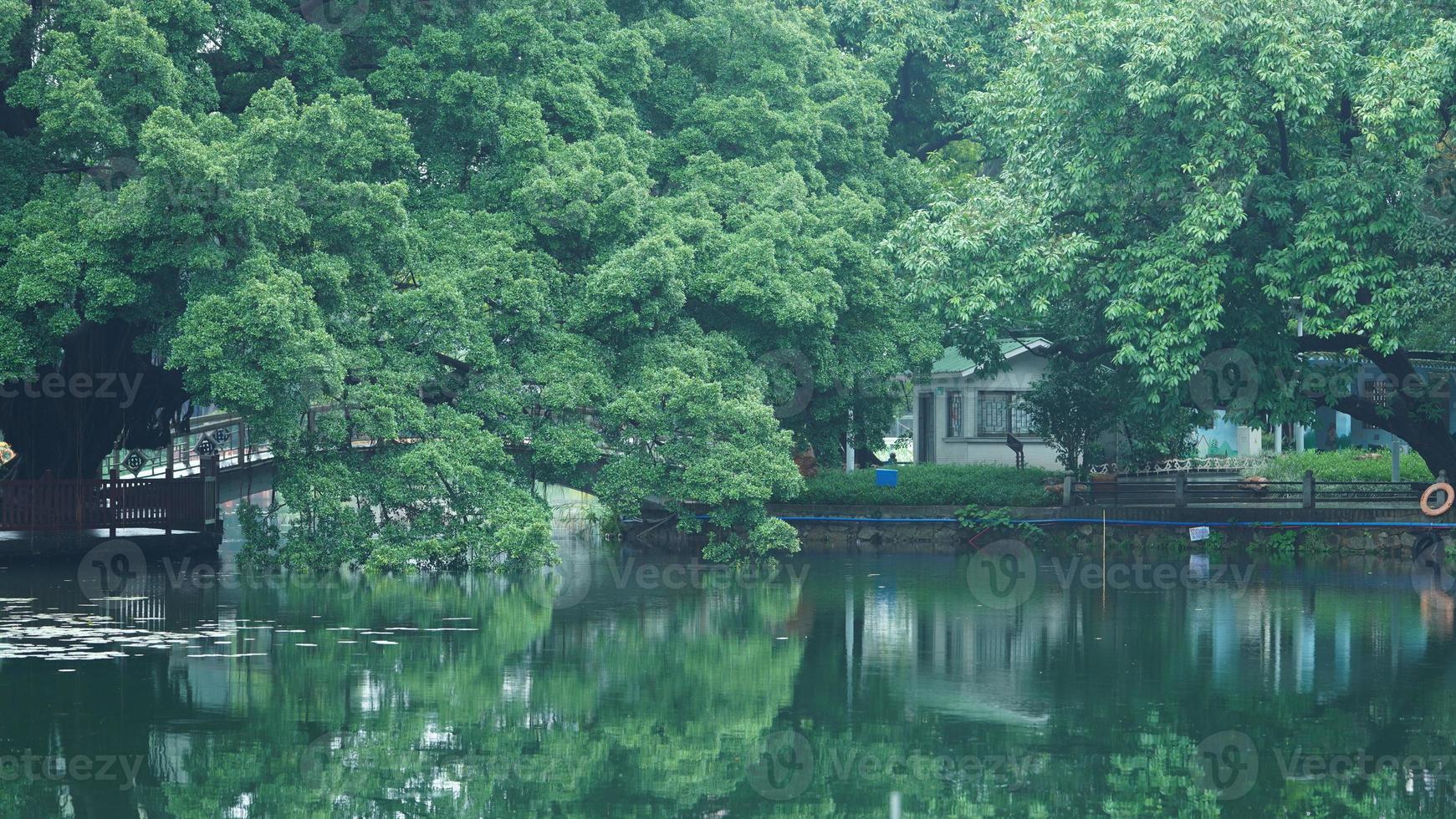 The beautiful park view with the green trees and peaceful lake in summer photo