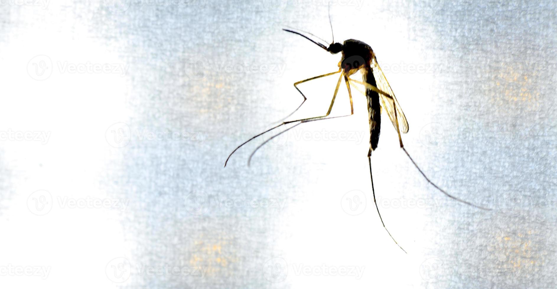 los mosquitos se alimentan de la sangre de la piel humana. Los mosquitos son portadores del dengue y la malaria. La fiebre del dengue es muy frecuente durante la temporada de lluvias. foto