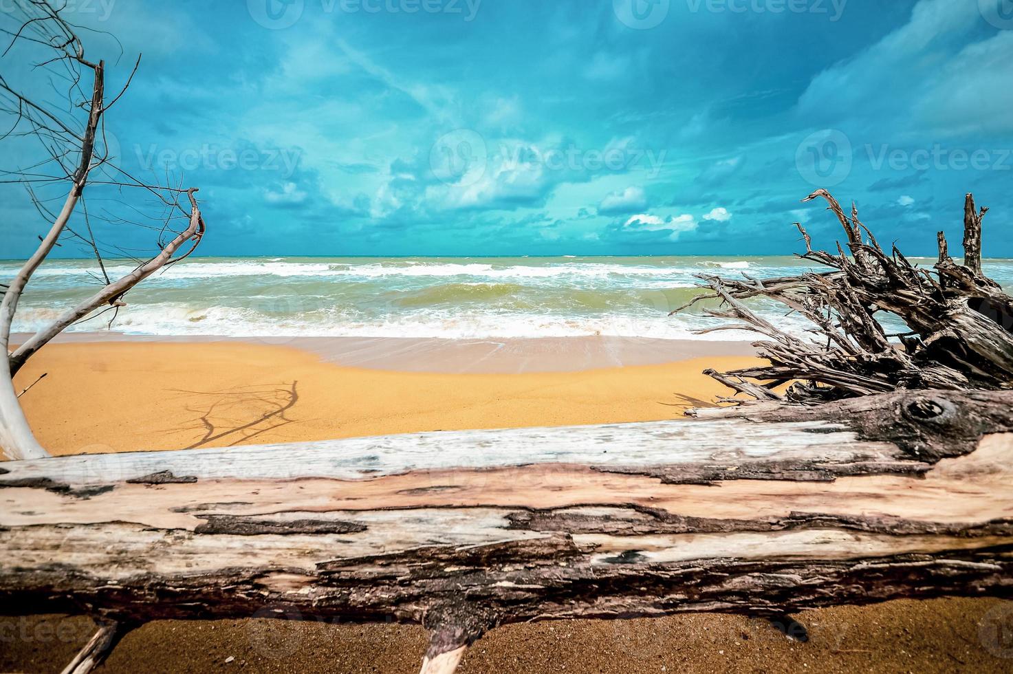 dead tree at beautiful beach photo