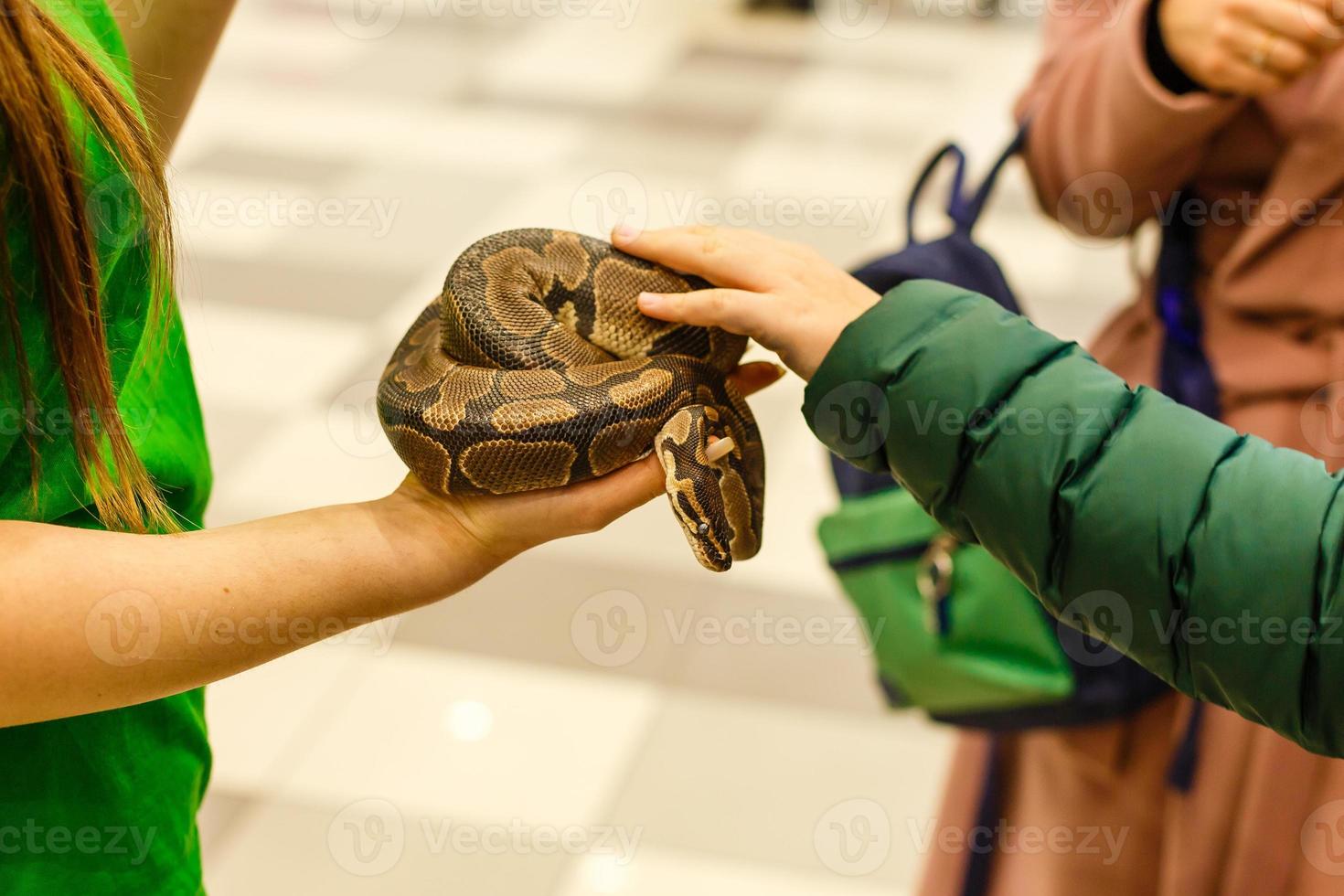 head of Reticulated python in the hands of man photo