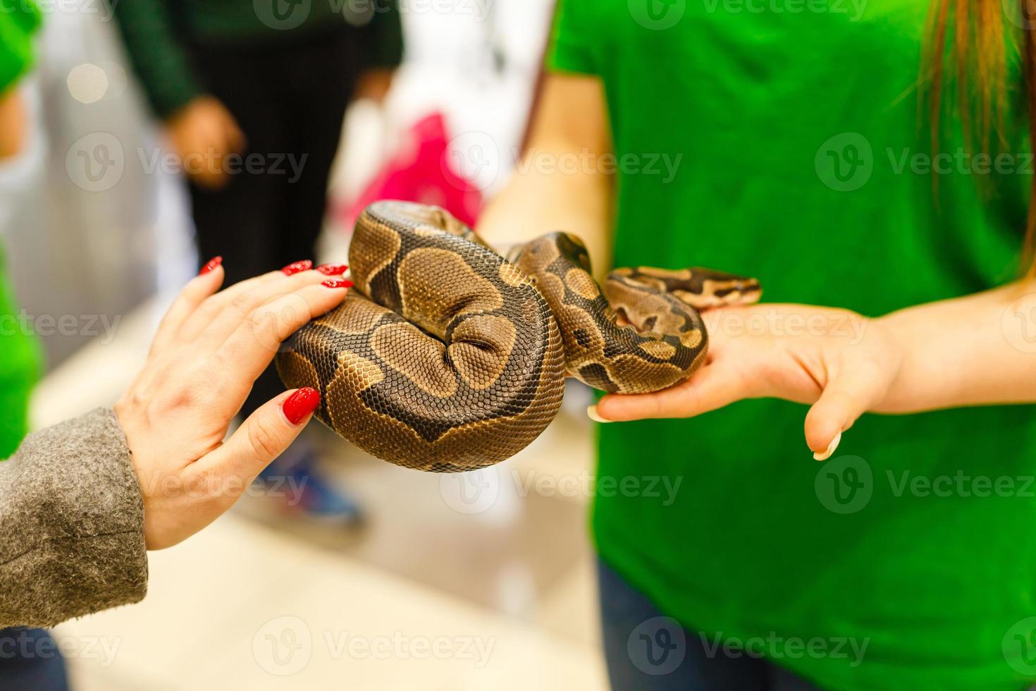 boa serpiente cabeza en el mano de un mujer. foto