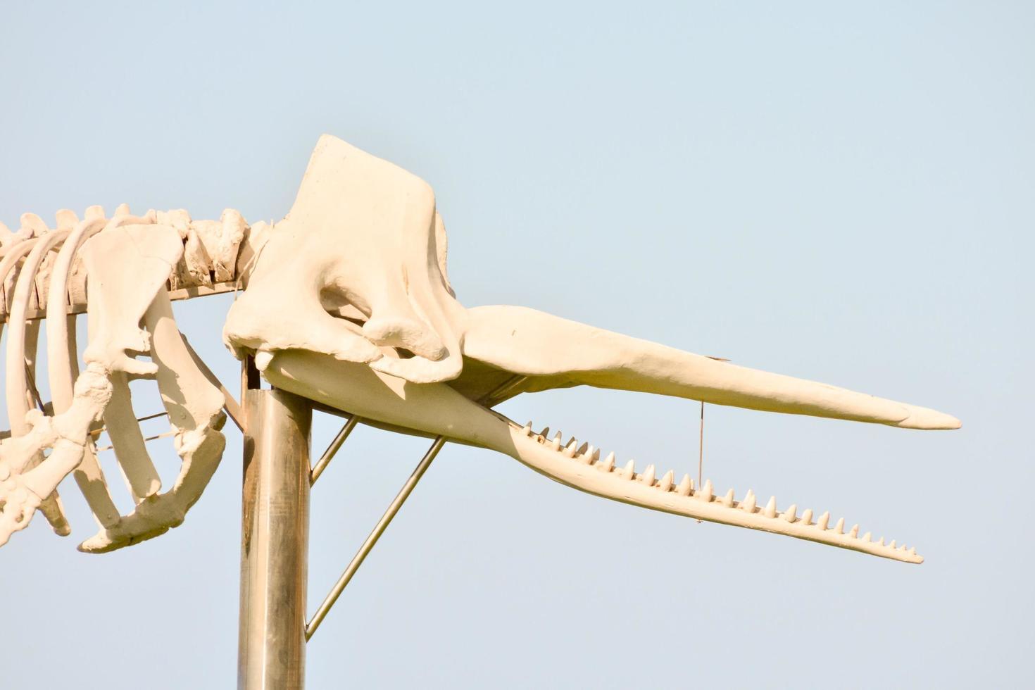 Whale sculpture - Spain 2022 photo