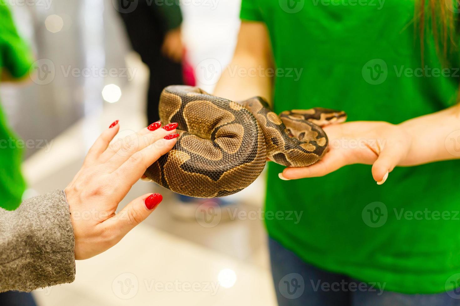 mujer mano participación un boa constrictor serpiente foto