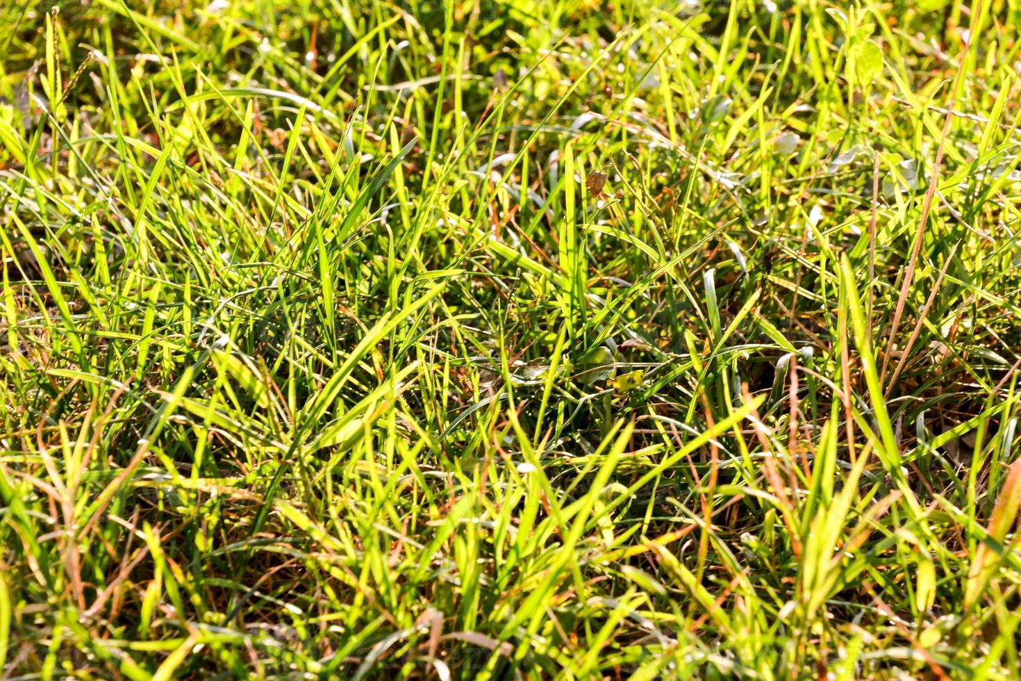 Grass up close photo