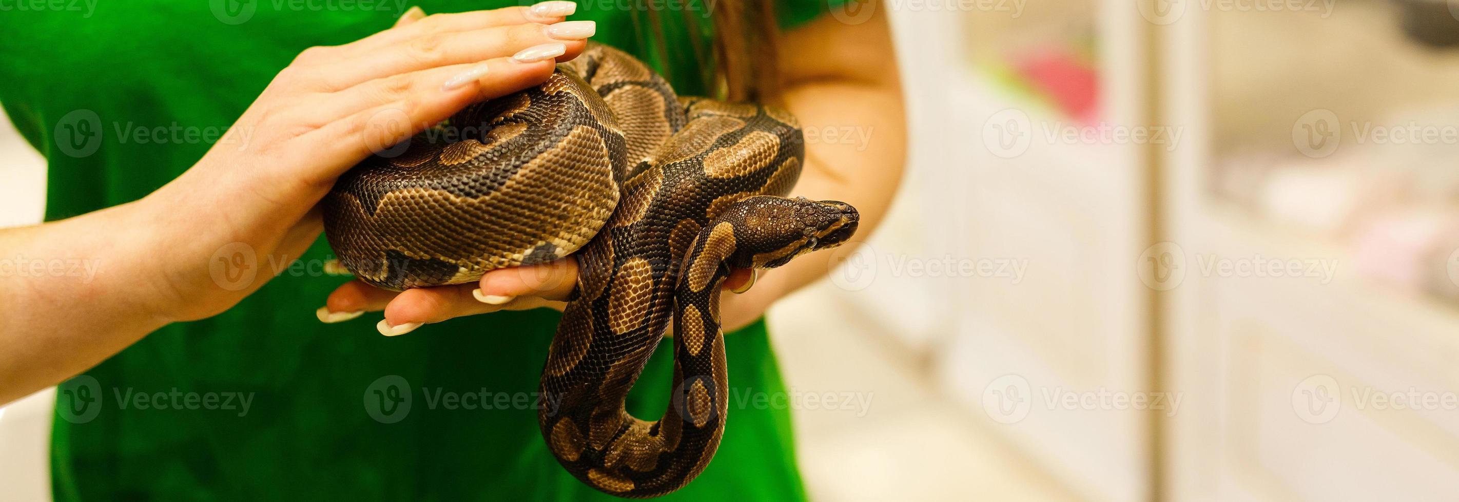 The hand of a woman holding a boa . Focus on snake head photo