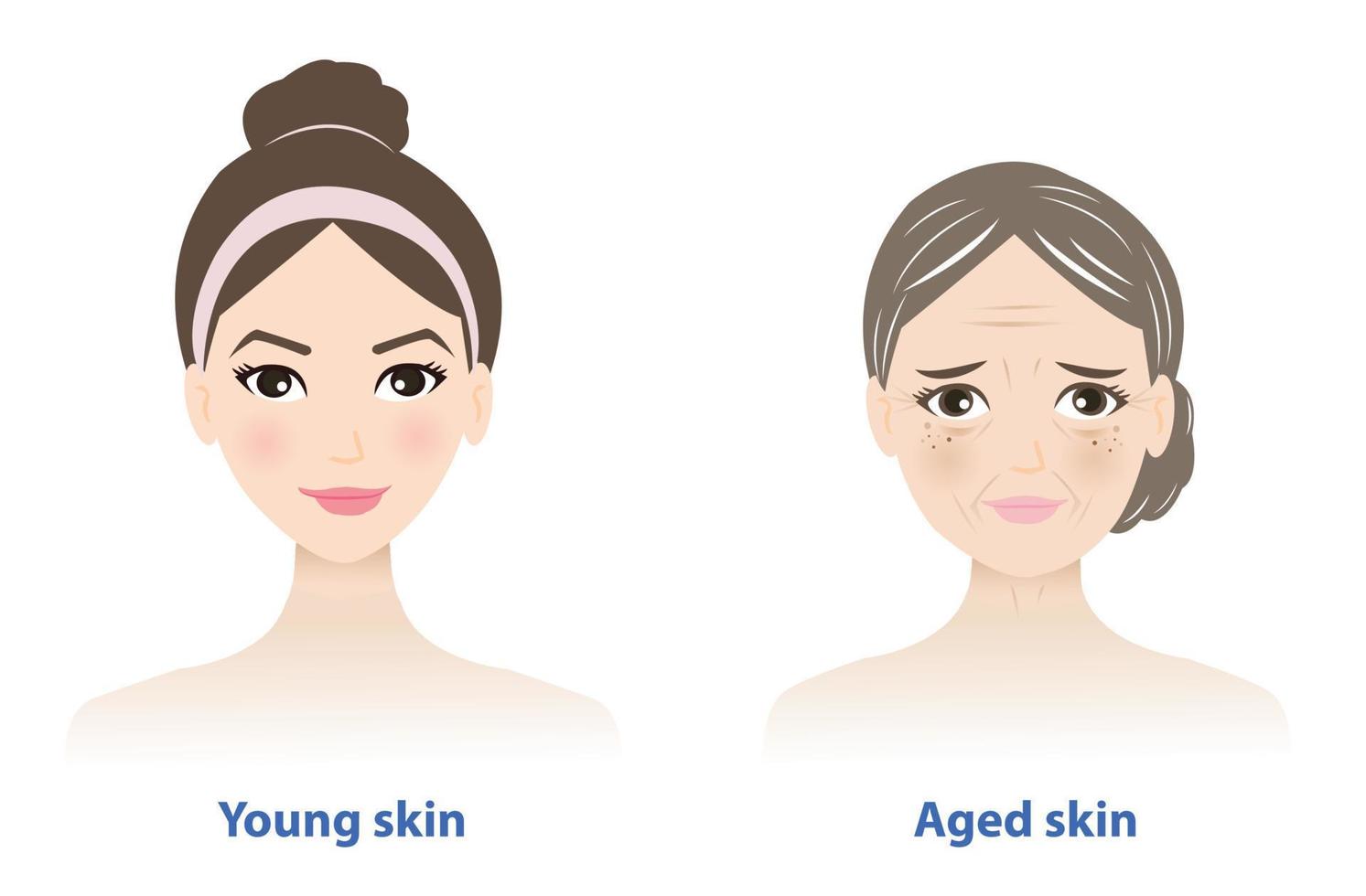Differences between young and aged skin. Youthful healthy skin looks smooth, tight, strong and normal collagen content. Aged skin contains several signs of degeneration. Skin care and beauty concept. vector