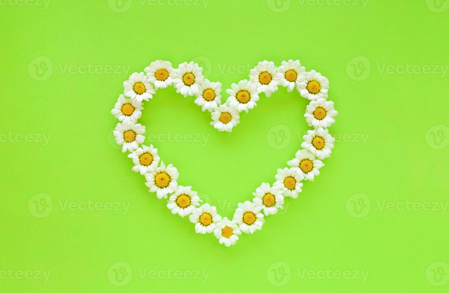 Daisies in the shape of heart on a bright light green background. Small white chrysanthemums look like chamomiles. Hello summer concept. Greeting card with place for text. photo