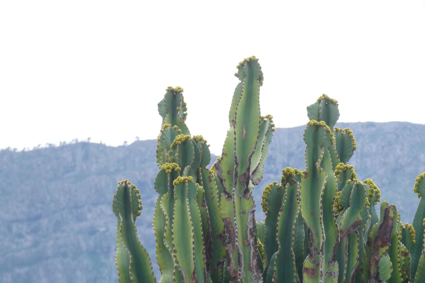 Fauna and Flora of the island of Gran Canaria in the Atlantic Ocean photo