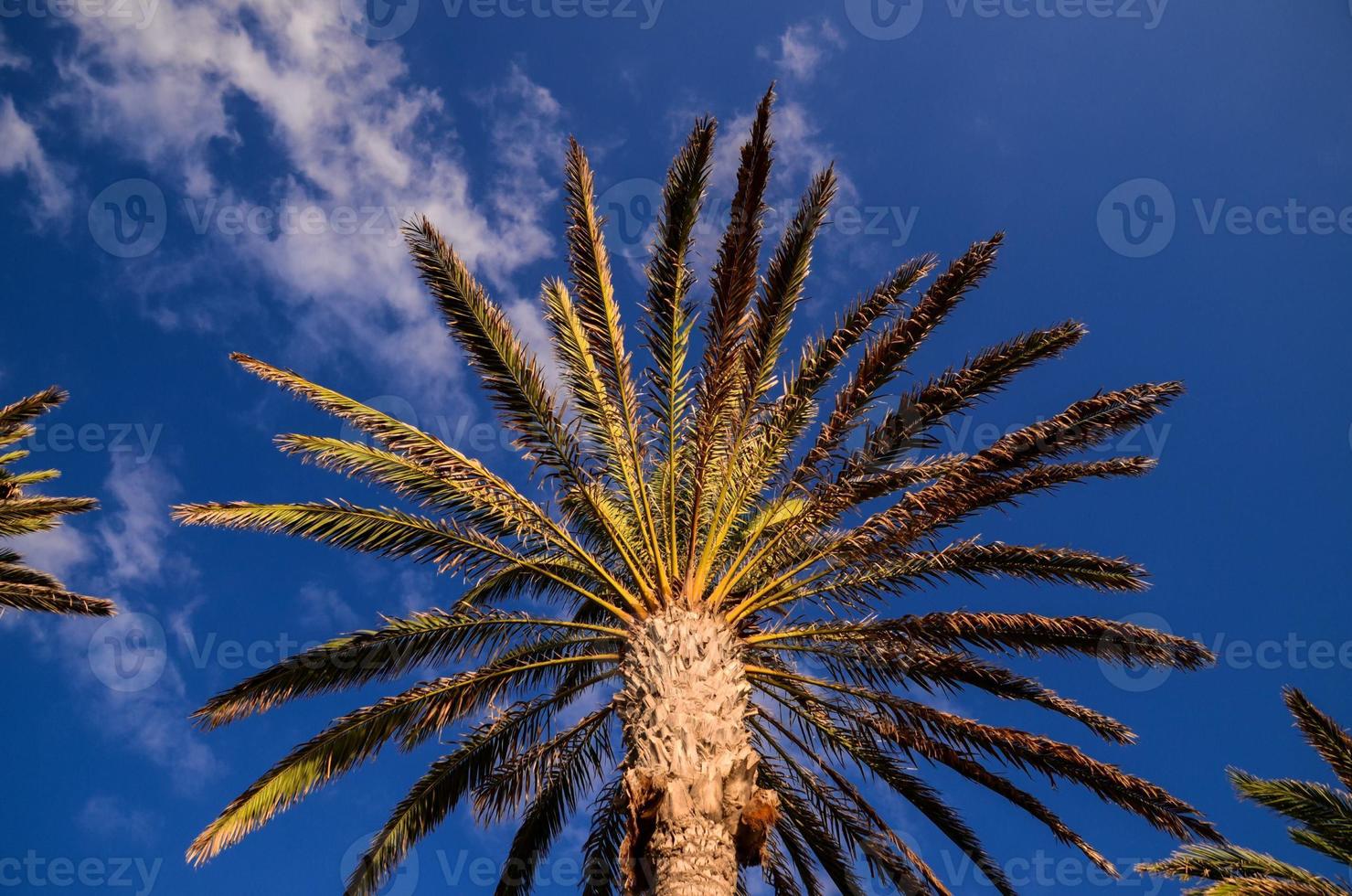Tropical palm trees photo
