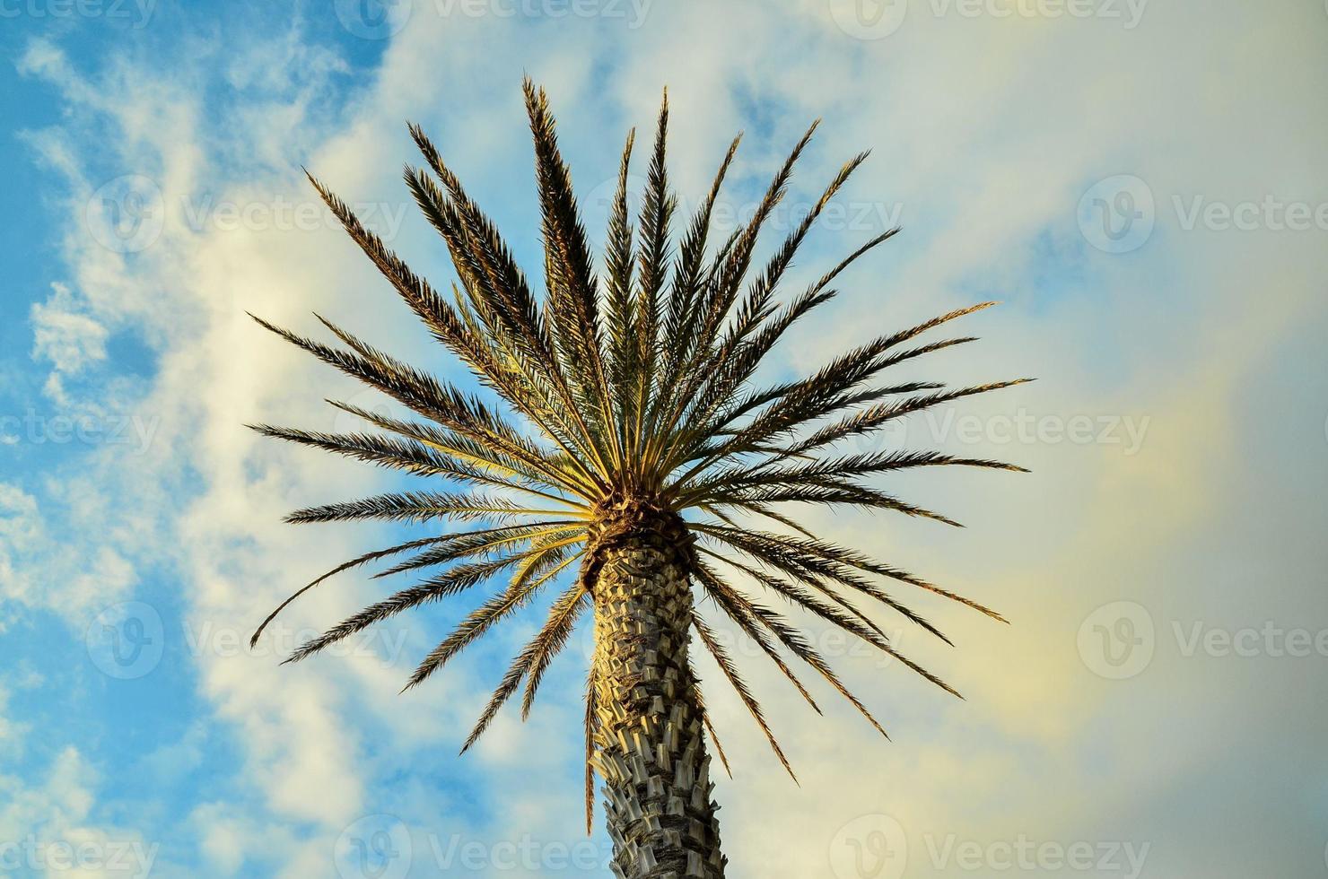 Tropical palm trees photo