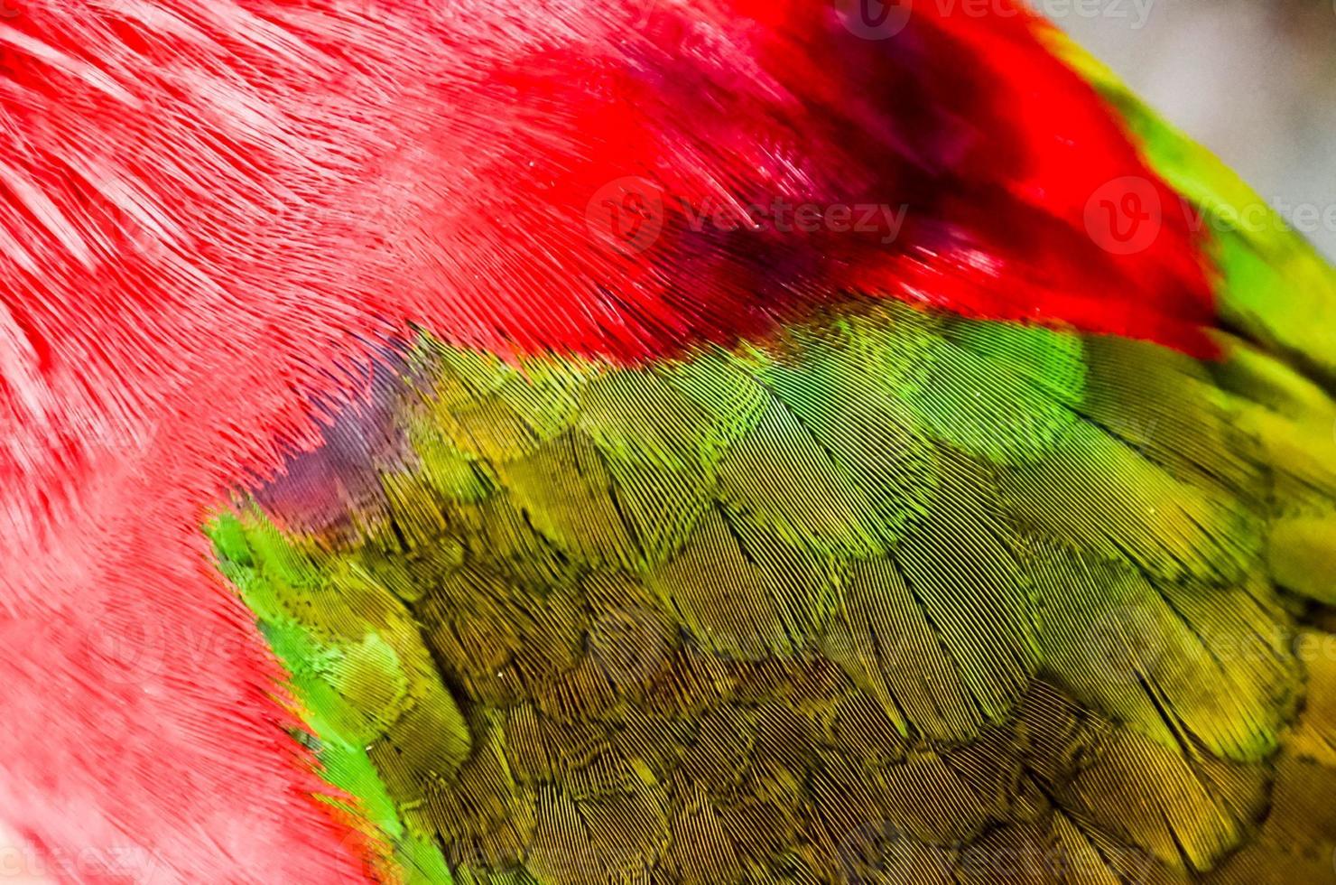 Colorful bird feathers photo